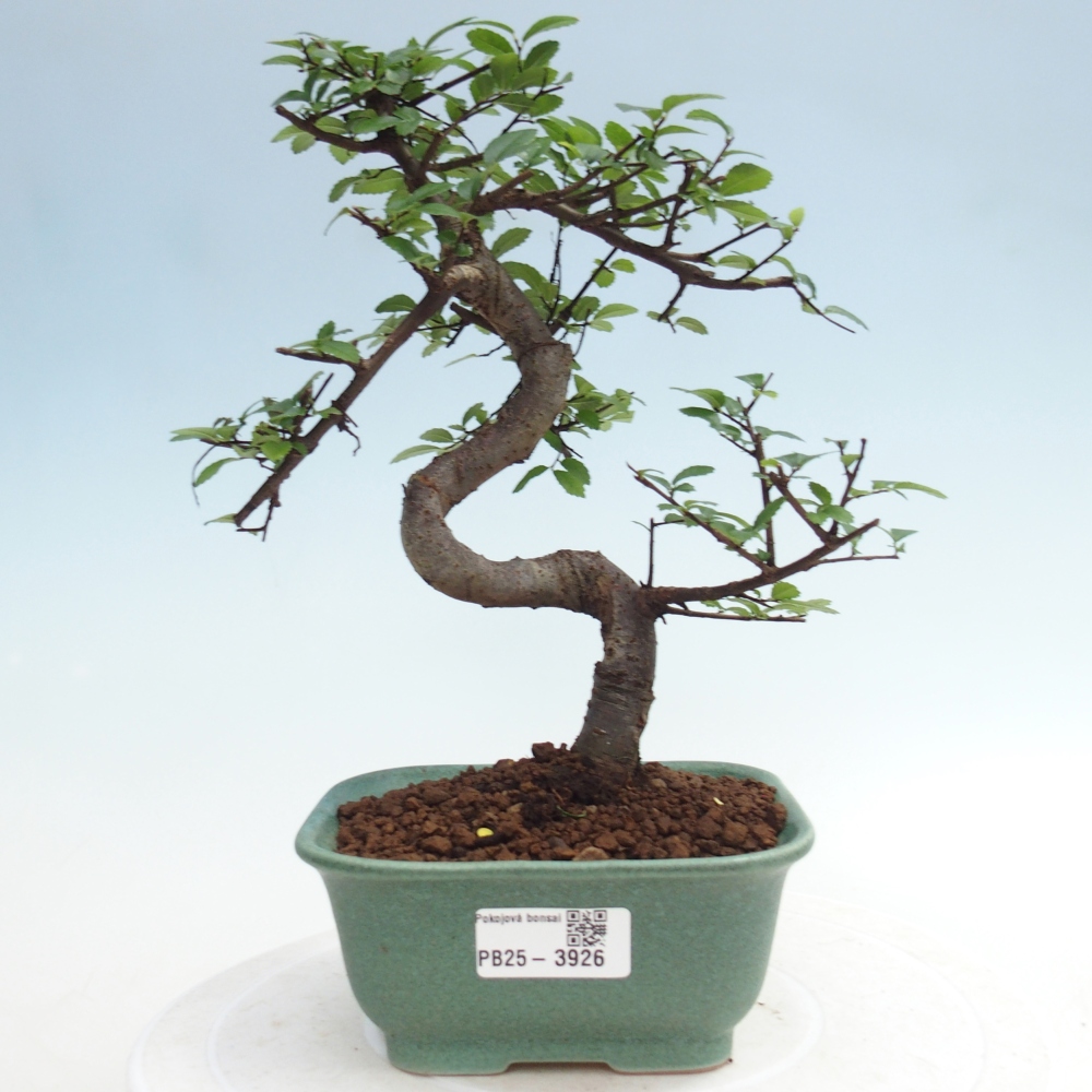 Camera bonsai - Ulmus parvifolia - Olmo a foglie piccole