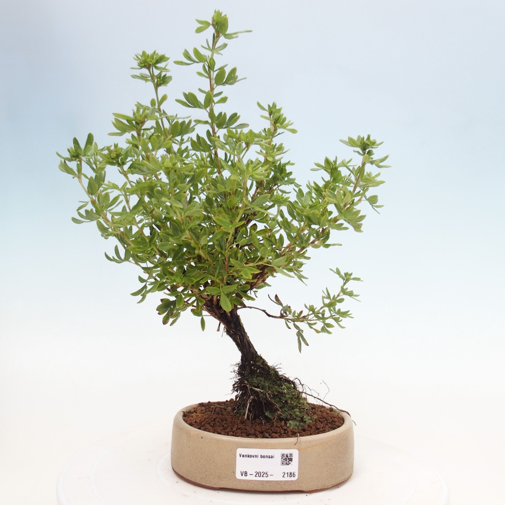 Bonsai da esterno - Potentila fruticosa yellow Bird