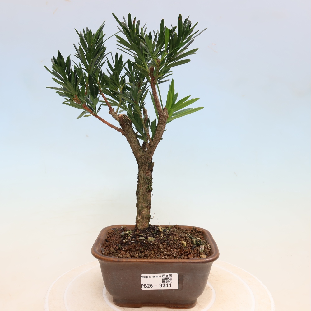 Camera bonsai - Podocarpus - Tasso delle pietre