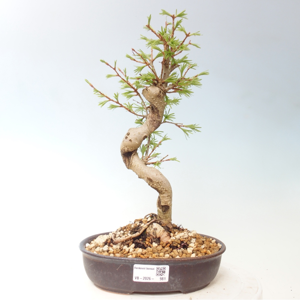 Bonsai da esterno -Pseudolarix amabis-Pseudolarix amabis