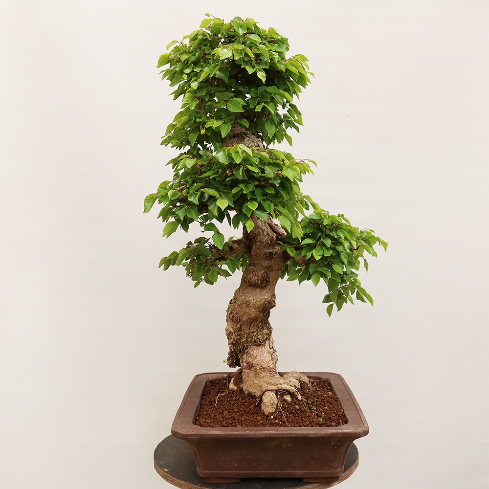 Bonsai da esterno -Carpinus Coreana - Carpino coreano