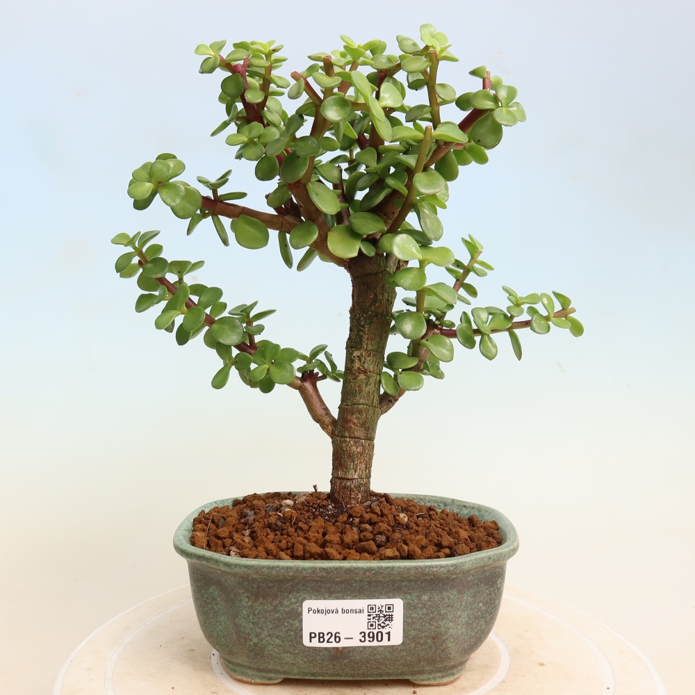 Camera bonsai - Portulakaria Afra - Tlustice