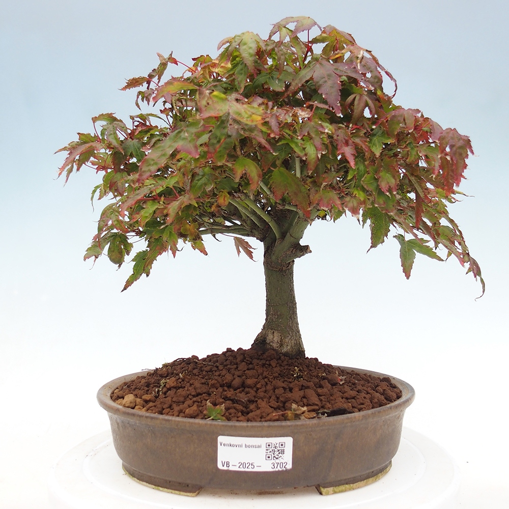 Acer palmatum KIOHIME - Acero palmato