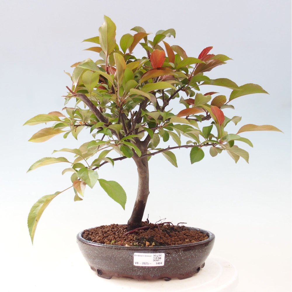 Bonsai da esterno -Malus domestica - Melo a piccoli frutti a foglie rosse