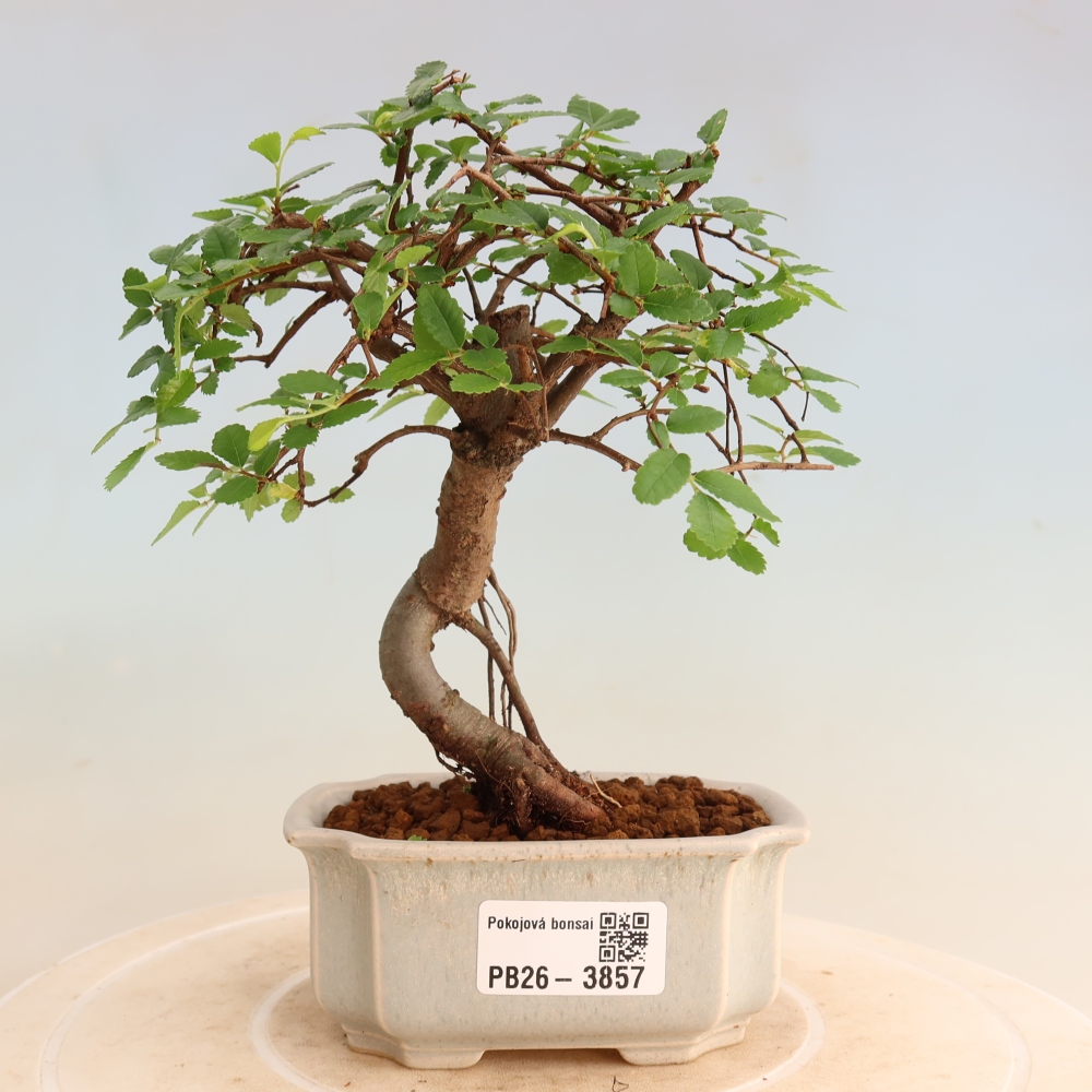 Camera bonsai - Ulmus parvifolia - Olmo a foglie piccole