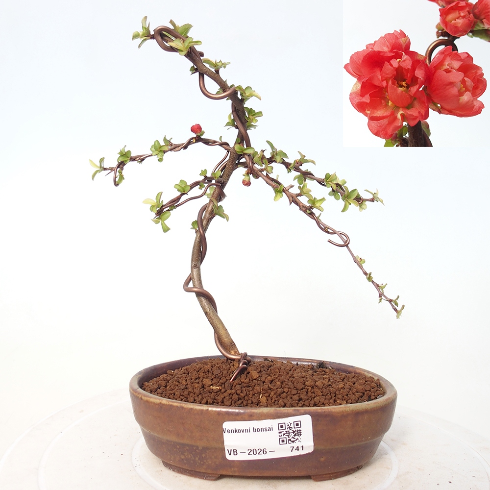 Bonsai da esterno - Chaneomeles s. Red Joy - Cotogno