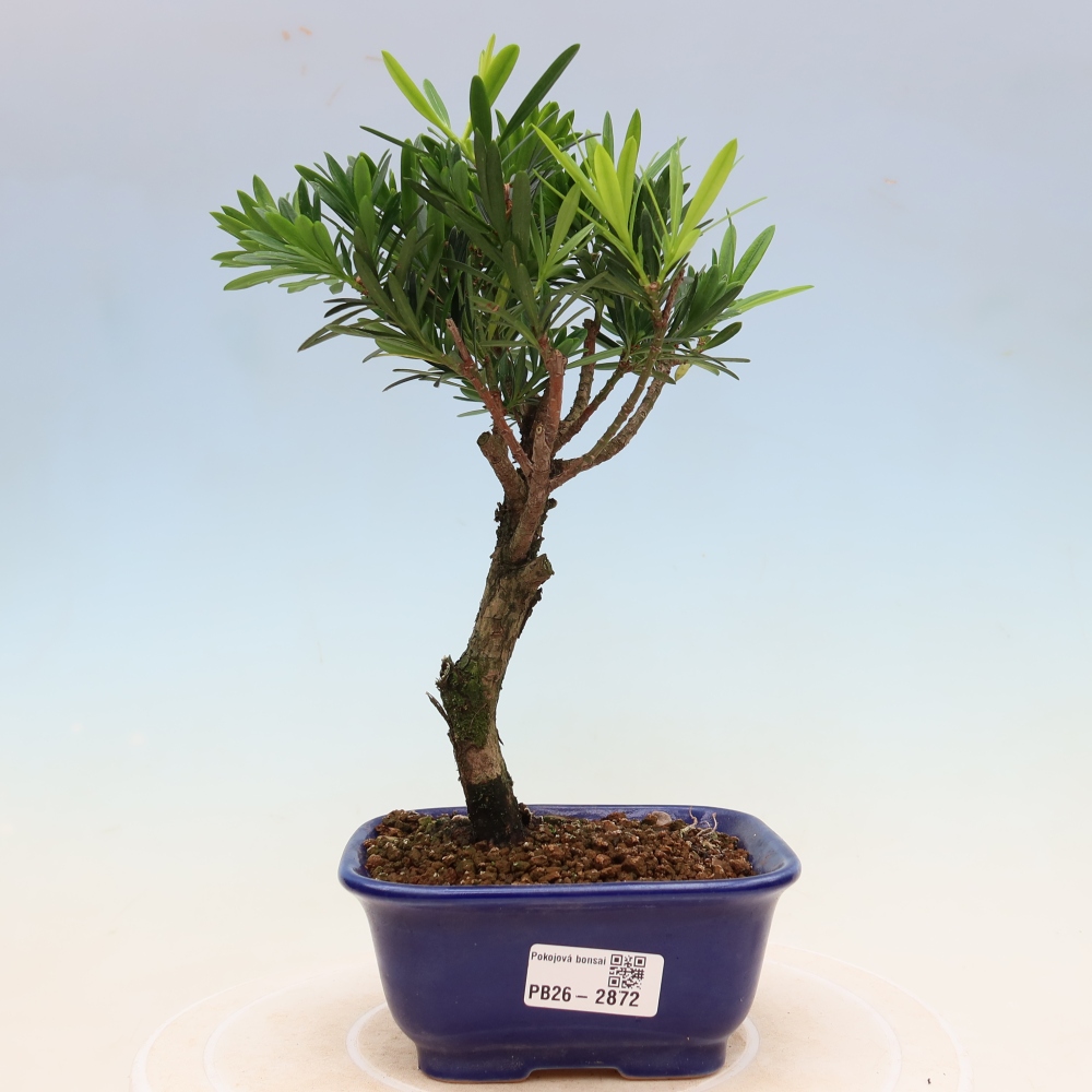 Camera bonsai - Podocarpus - Tasso delle pietre