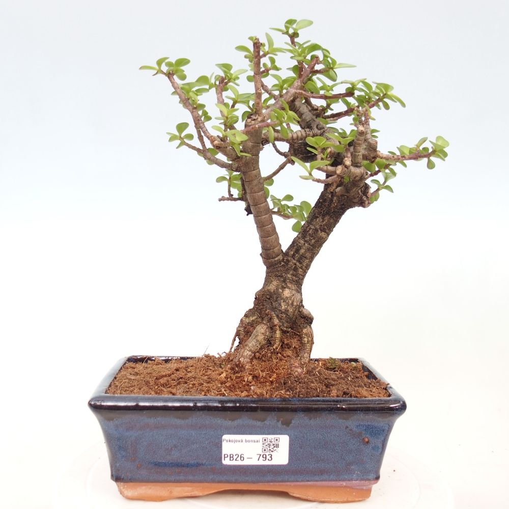 Camera bonsai - Portulakaria Afra - Tlustice