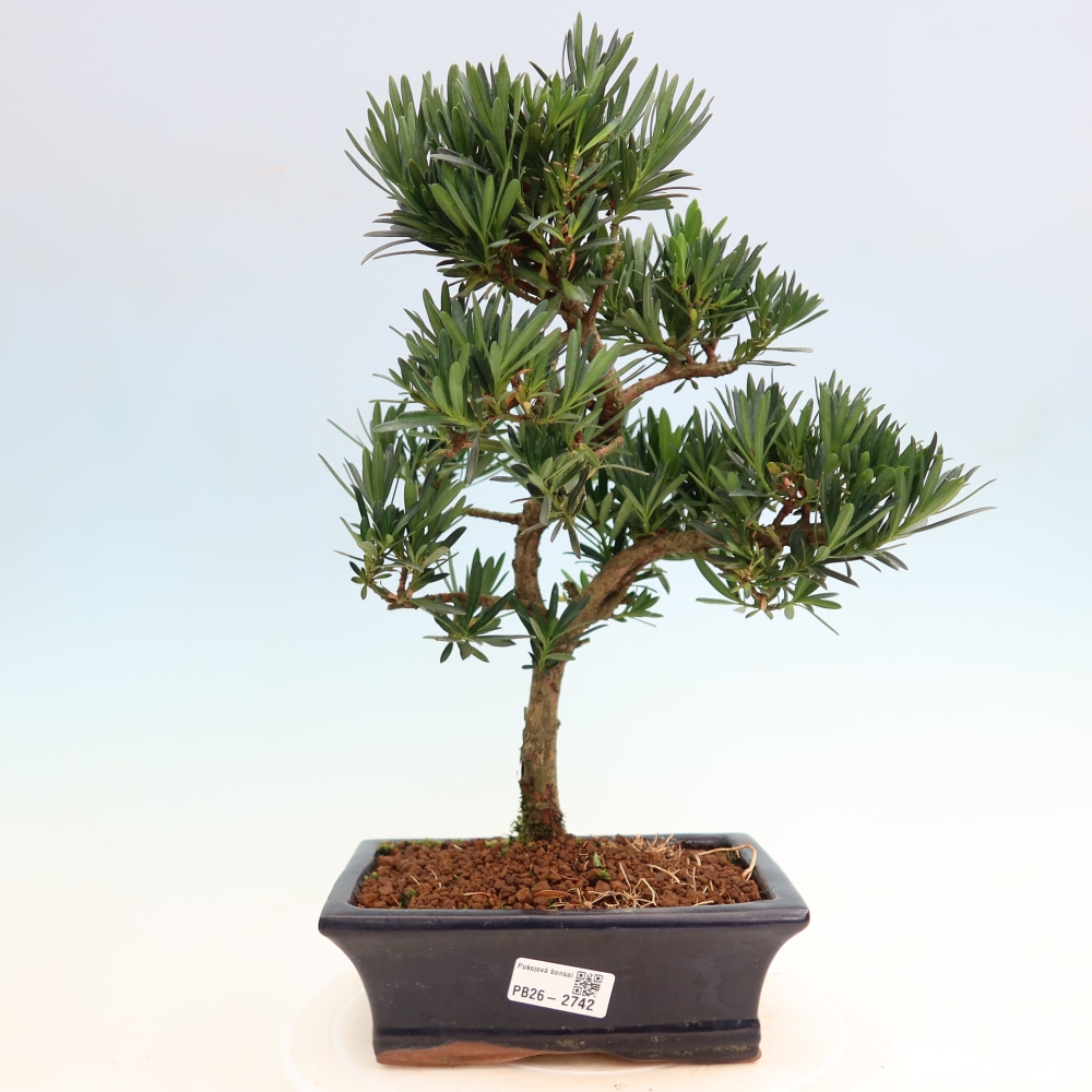 Camera bonsai - Podocarpus - Tasso delle pietre