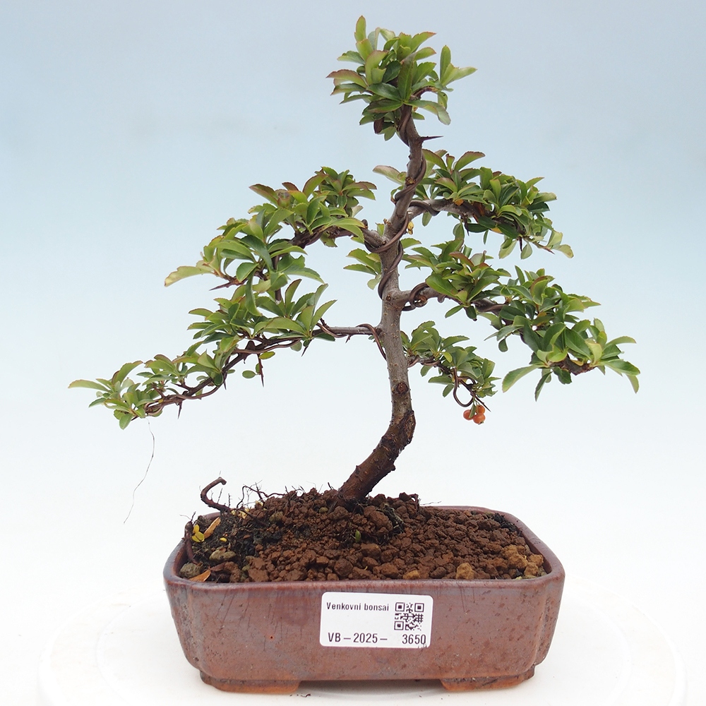 Bonsai da esterno-Pyracantha Teton -Hlox