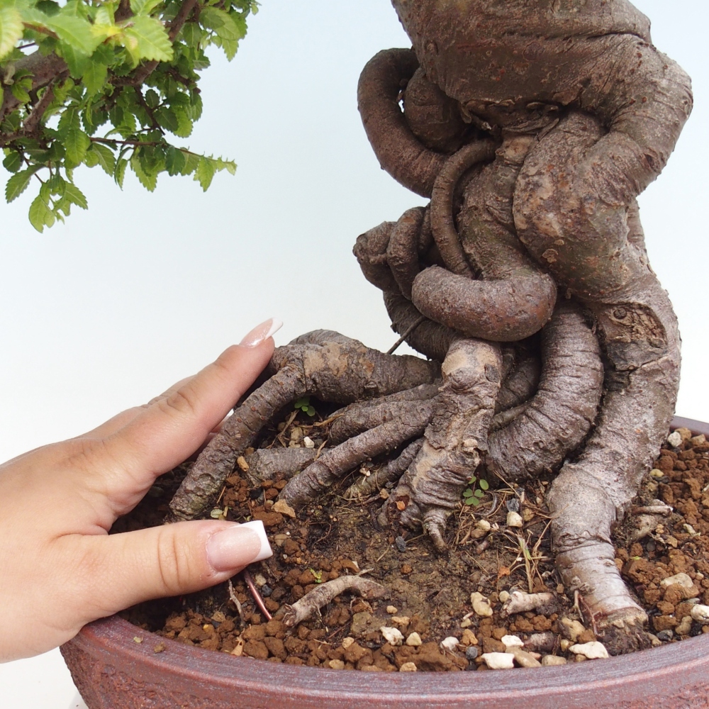 Bonsai da esterno - Ulmus parvifolia Hokkaido - Olmo cinese