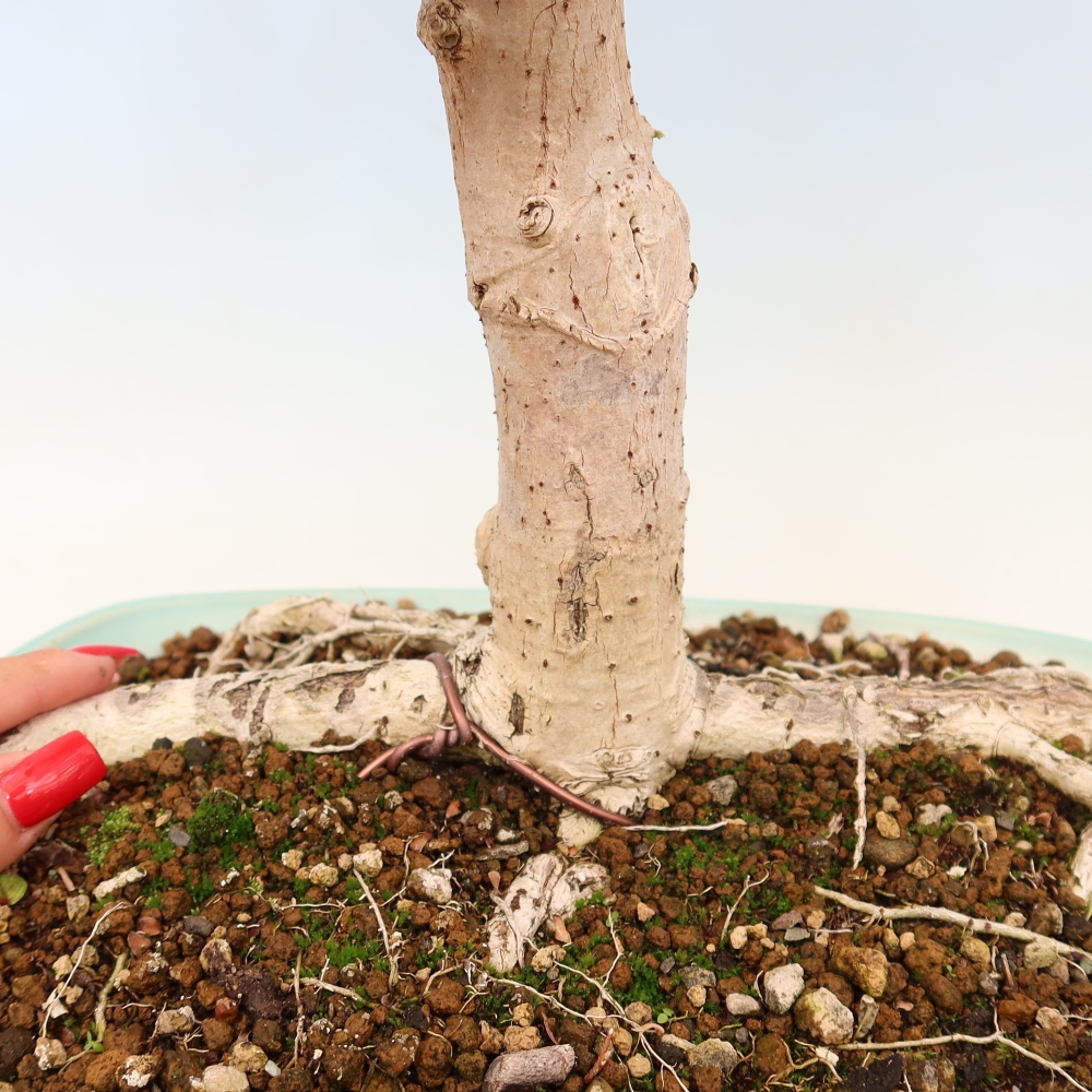 Bonsai da interno - Hibiscus tiliaceus - Ibisco marino
