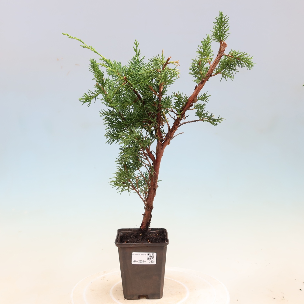 Bonsai da esterno - Juniperus chinensis Kishu