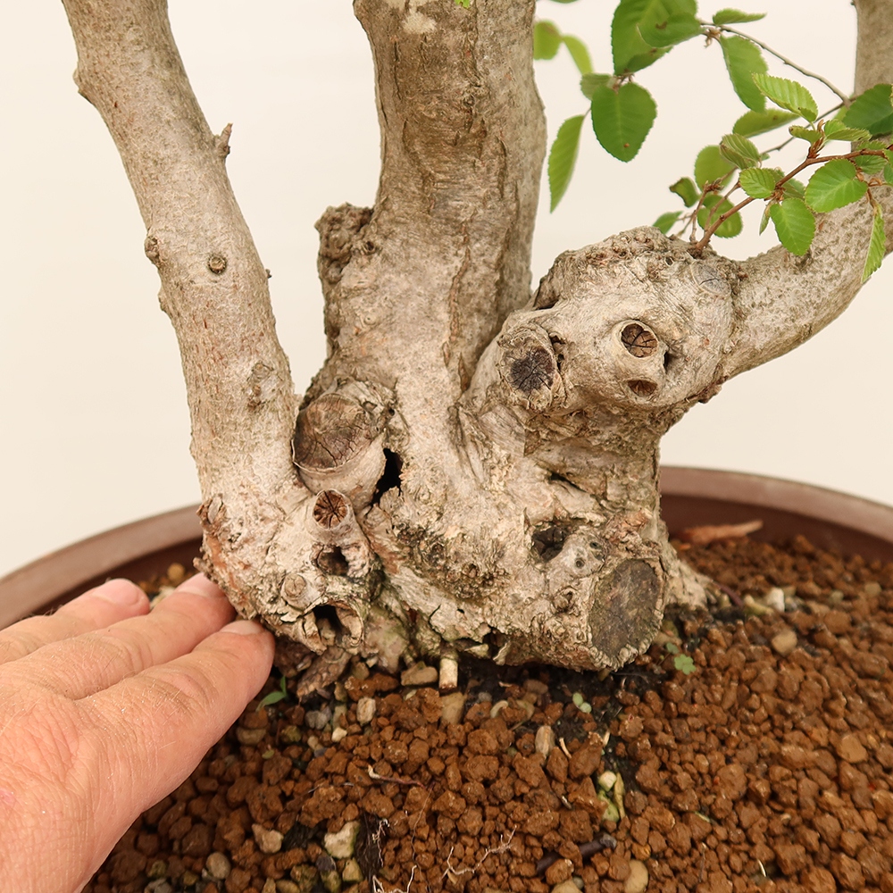 Bonsai da esterno -Carpinus Coreana - Carpino coreano