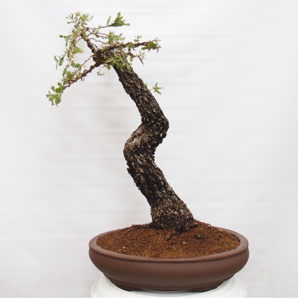 Yamadori - Quercus Ilex - Agrifoglio di quercia