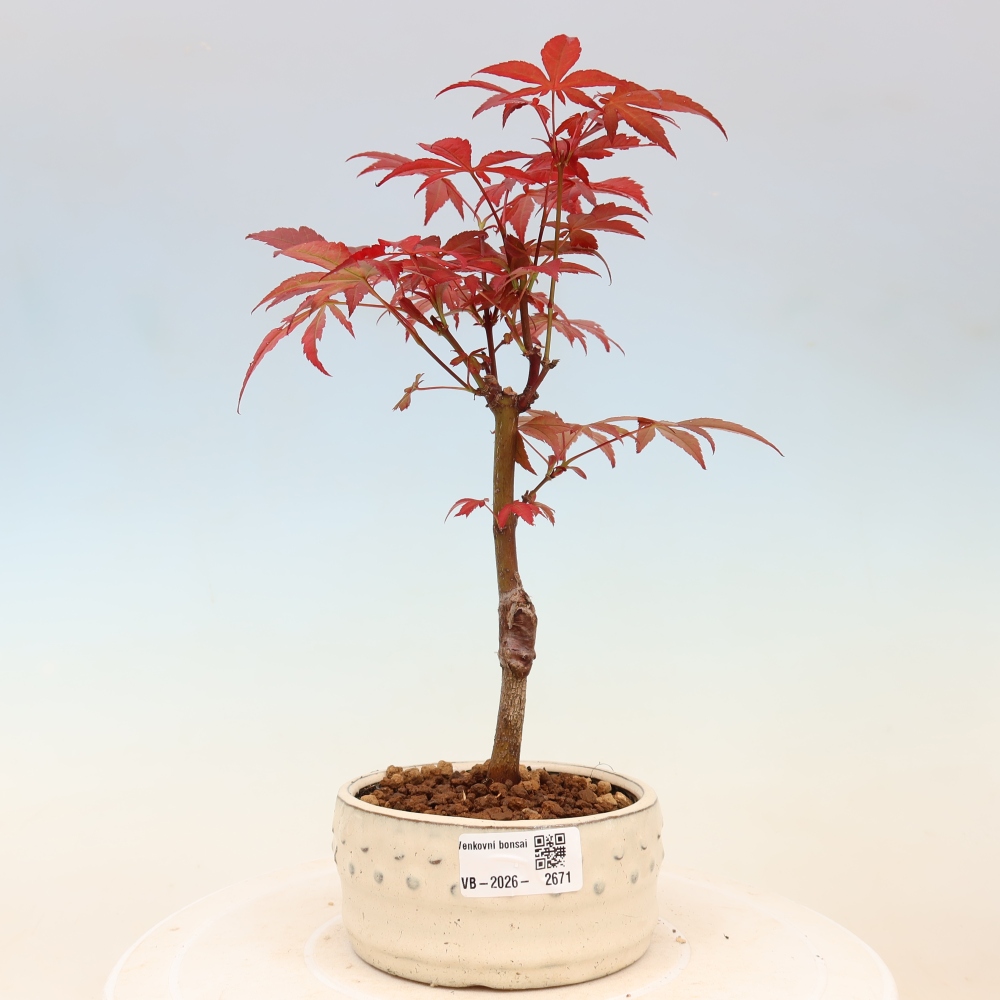 Bonsai da esterno - Palma Acer. Atropurpureum-Javor palmate