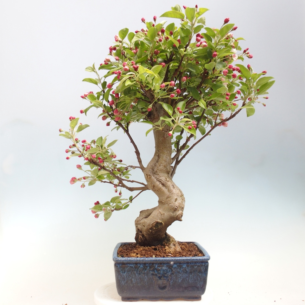 Bonsai da esterno -Malus halliana - Melo a frutto piccolo