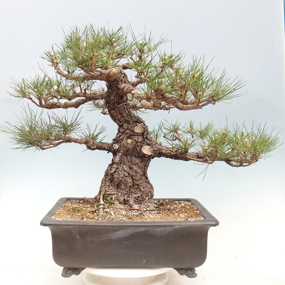 Bonsai da esterno - Pinus thunbergii - Pino di Thunberg