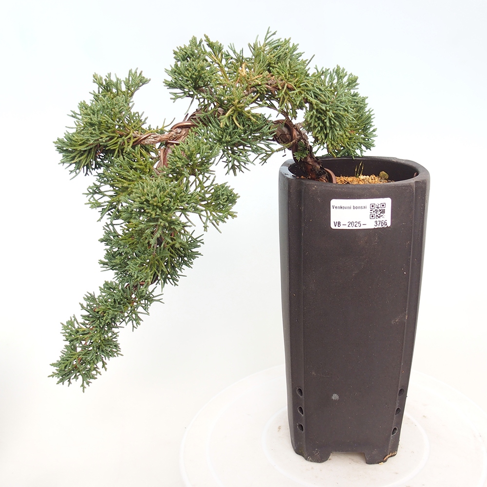 Bonsai da esterno - Juniperus chinensis Kishu