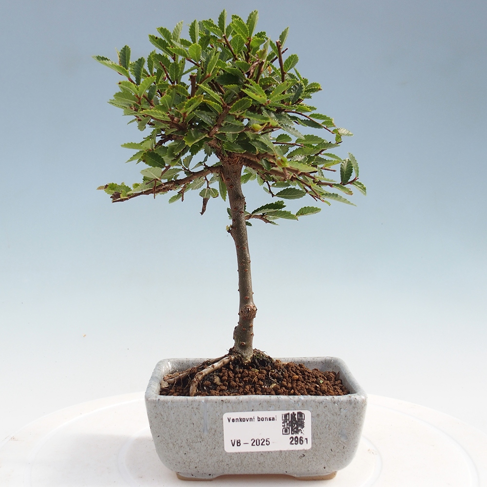 Bonsai da esterno - Ulmus parvifolia Sagei - Olmo a foglie piccole