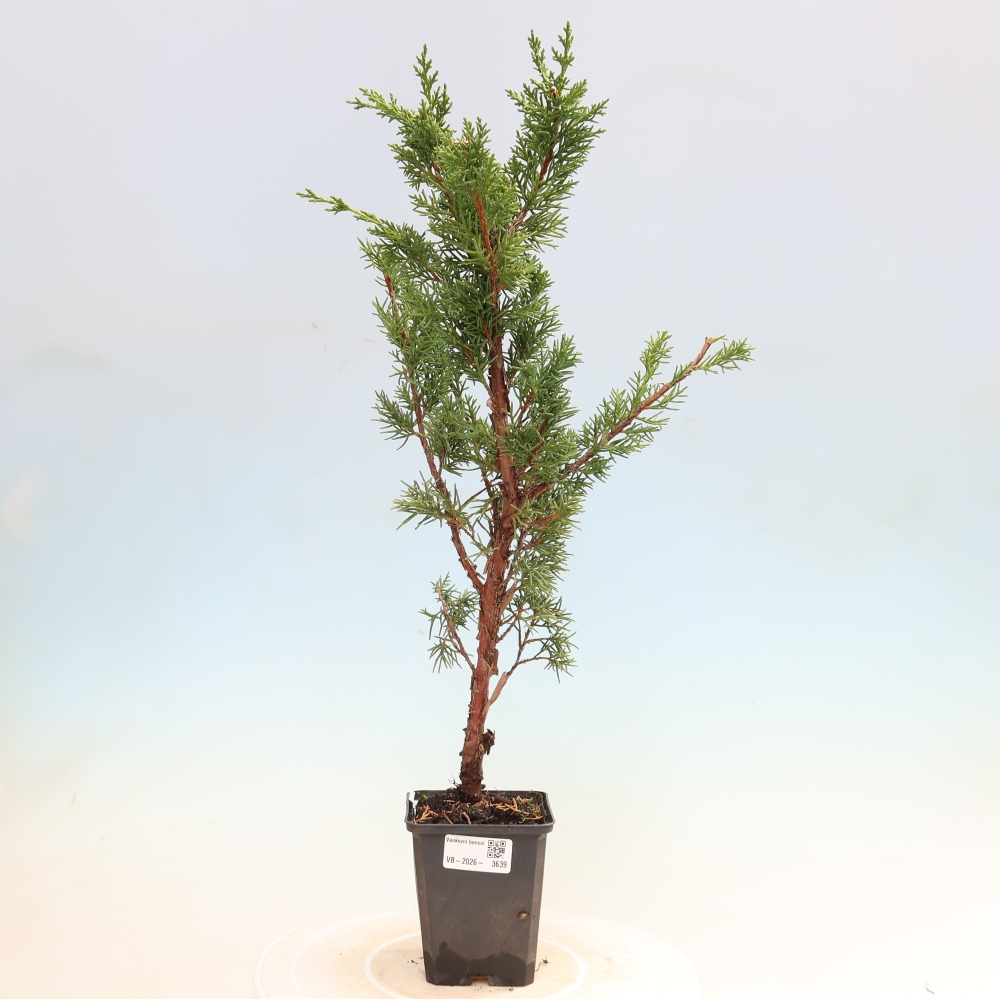 Bonsai da esterno - Juniperus chinensis Kishu