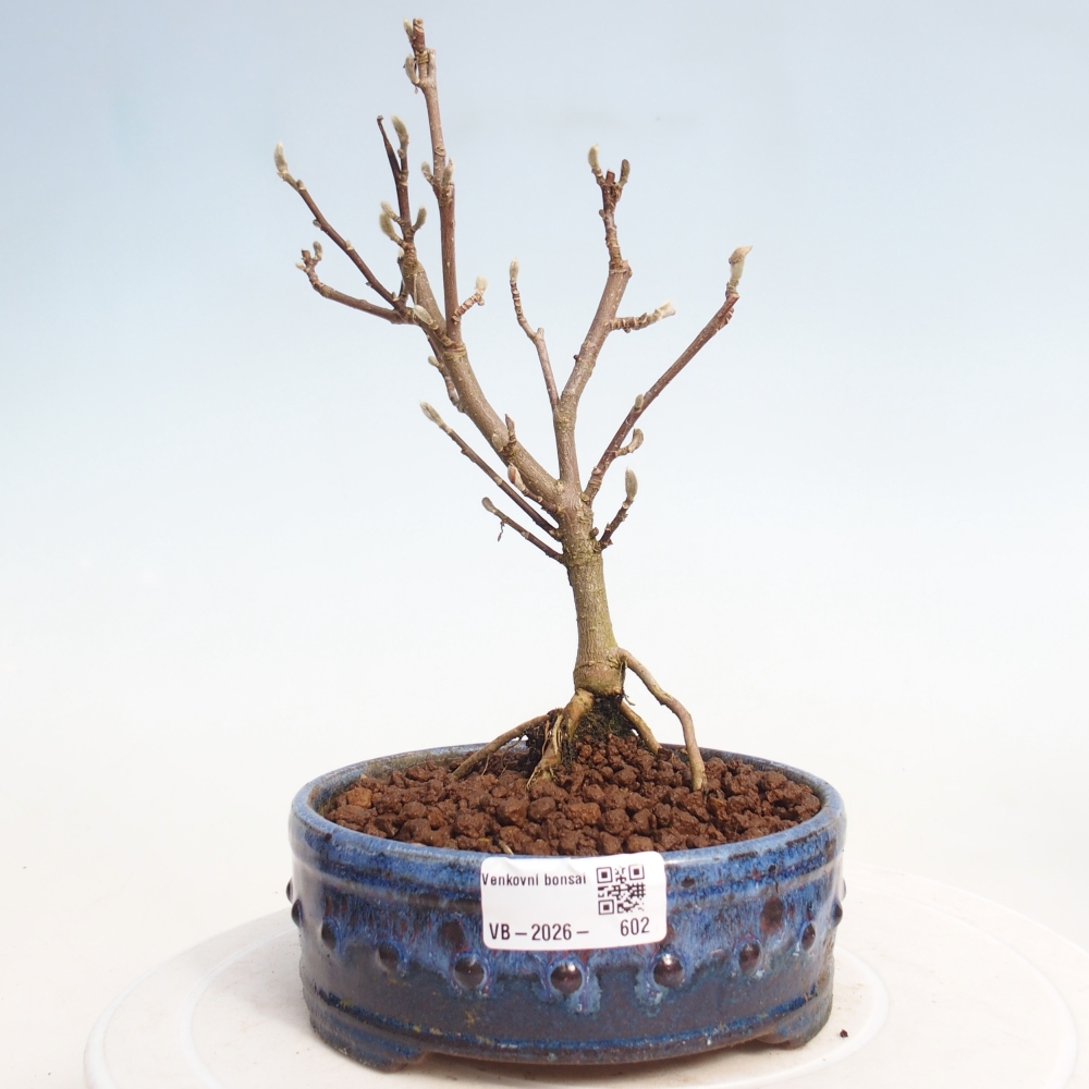 Bonsai da esterno - Magnolia stellata