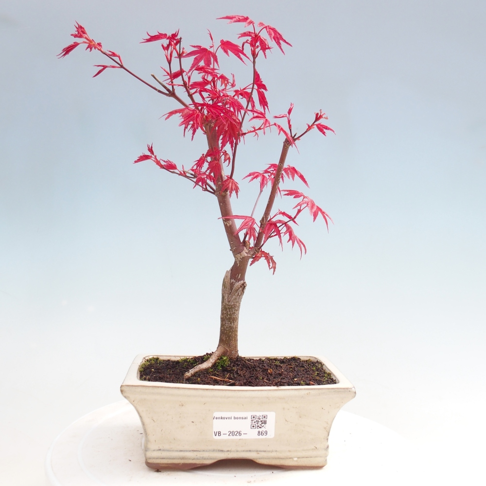 Bonsai da esterno - Acer palmatum DESHOJO