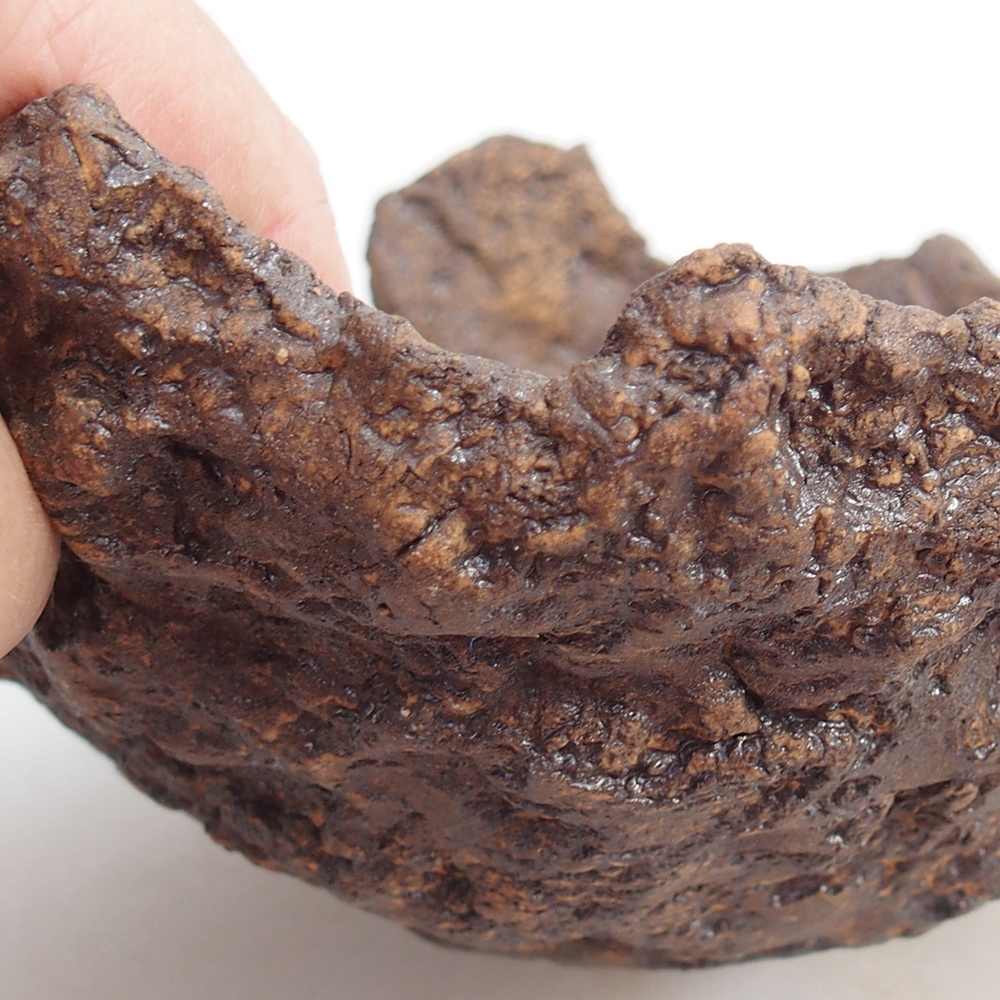 Conchiglia in ceramica 18 x 17 x 10 cm , colore marrone