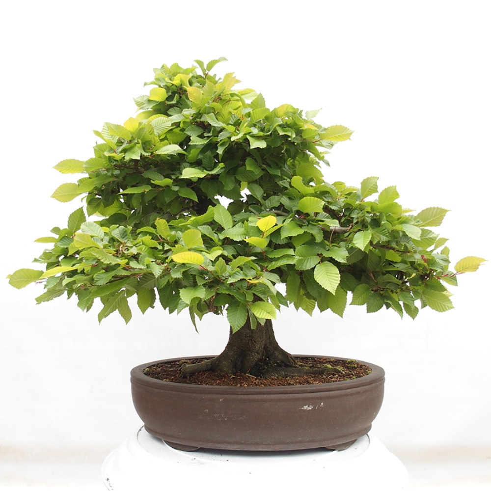 Bonsai da esterno - Carpino - Carpinus betulus