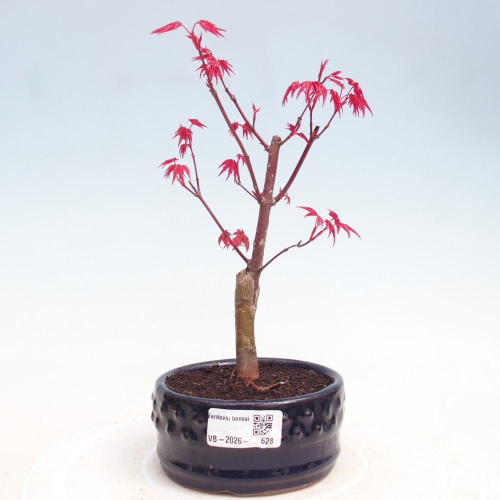 Bonsai da esterno - Acer palmatum DESHOJO