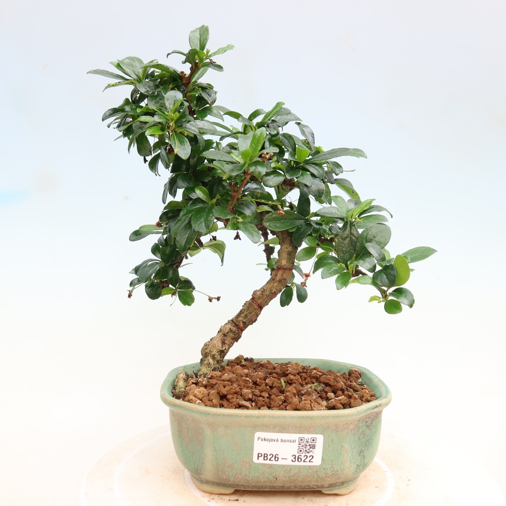 Camera bonsai - Carmona macrophylla - Tea fuki