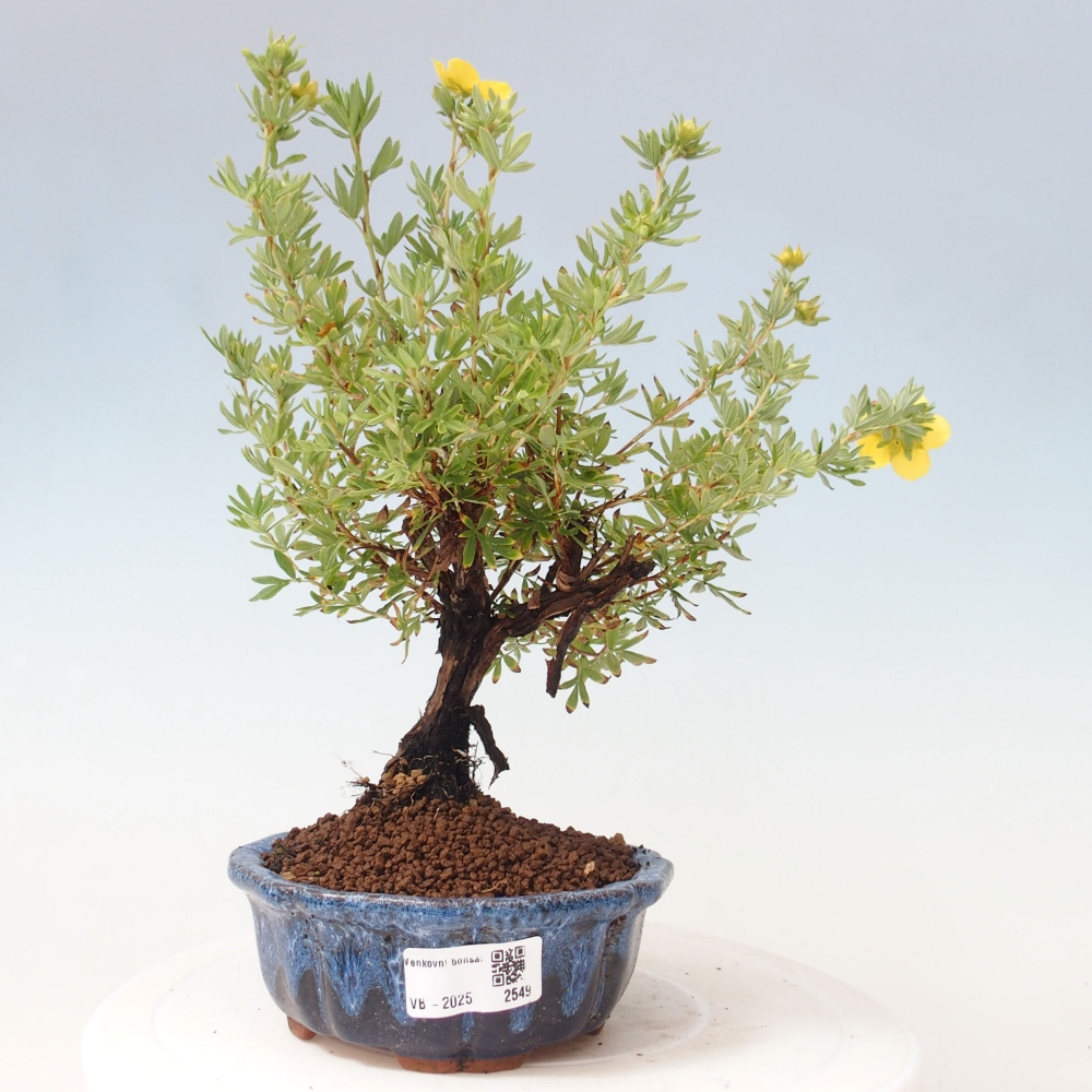 Bonsai da esterno - Potentila fruticosa yellow Bird