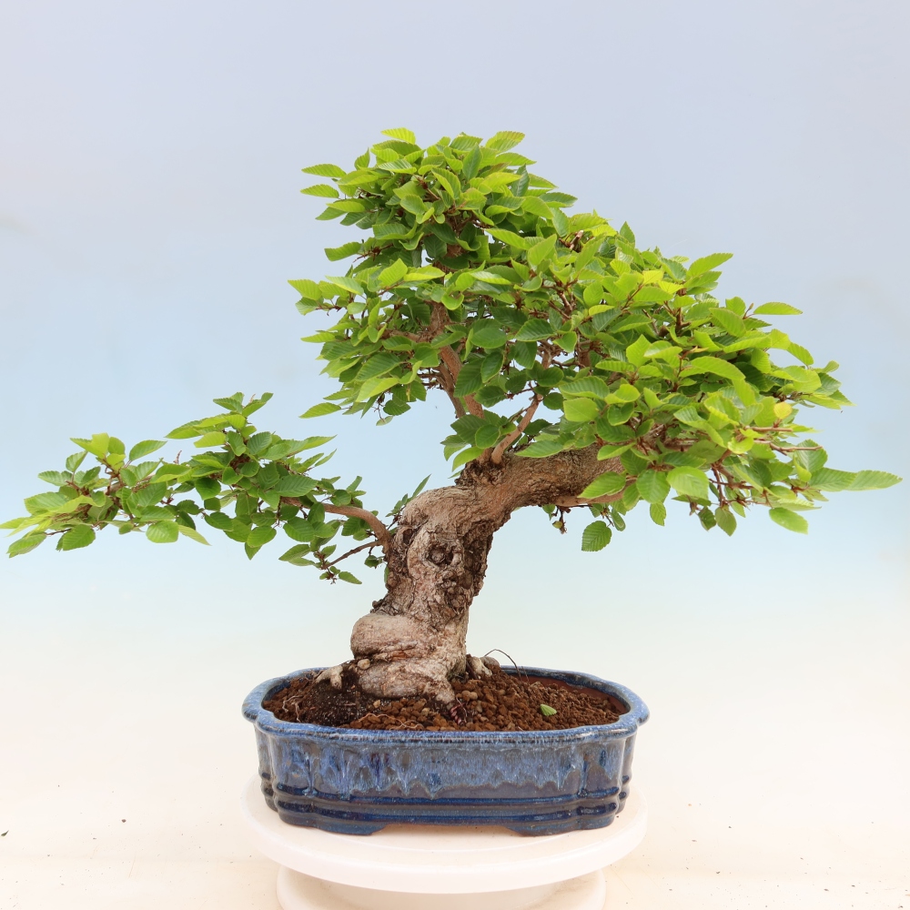 Bonsai da esterno -Carpinus Coreana - Carpino coreano