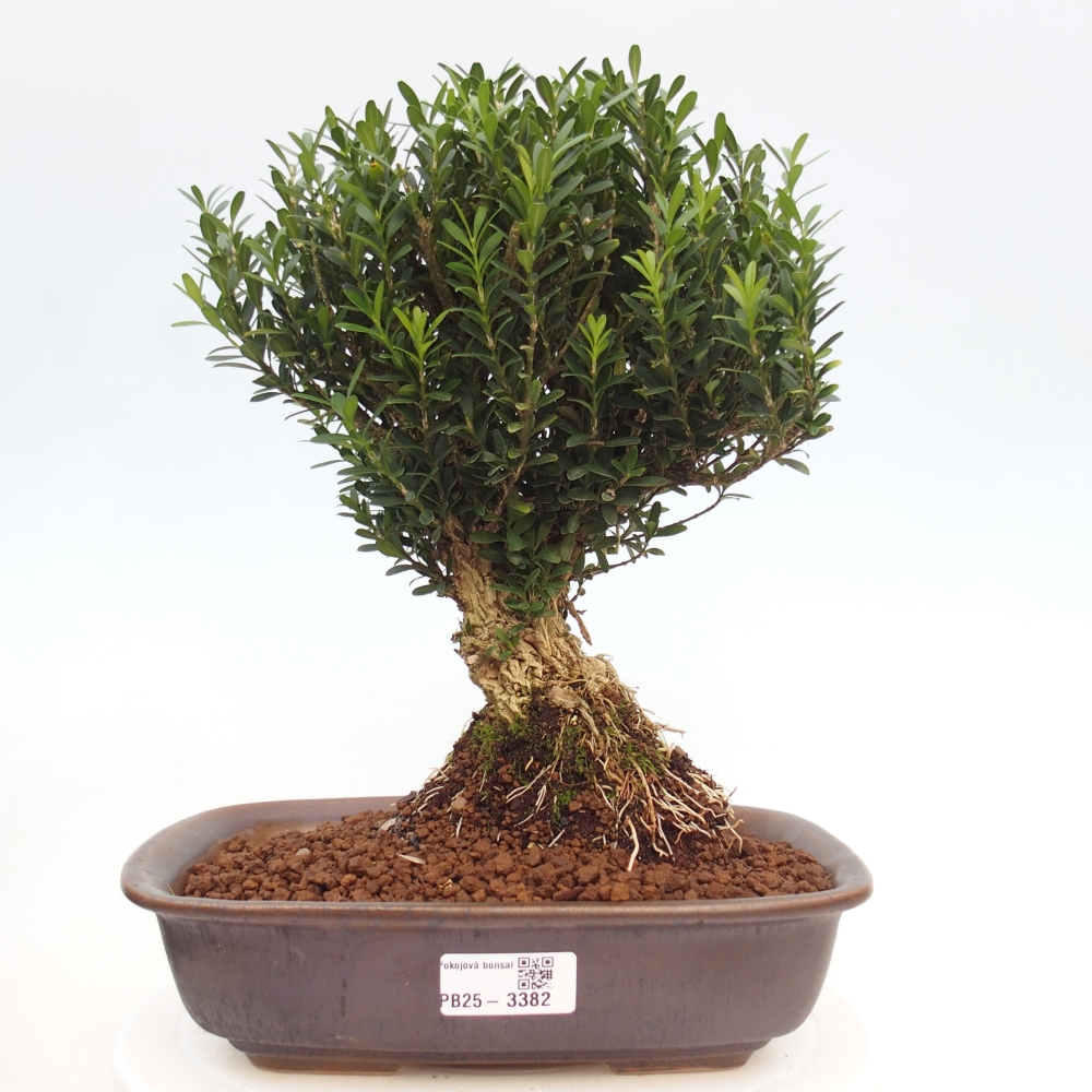 Camera bonsai - Buxus harlandii - buxus da sughero