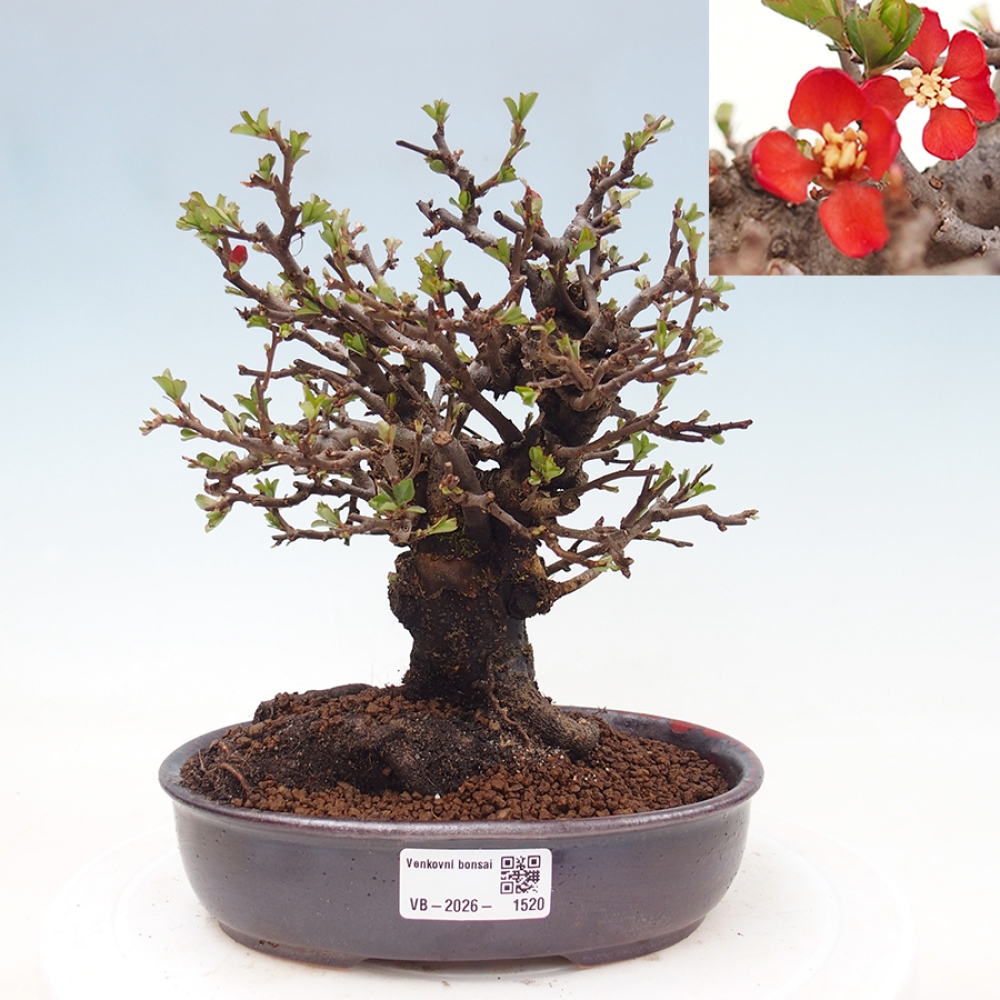 Bonsai da esterno - Chaneomeles speciosa - Cotogno