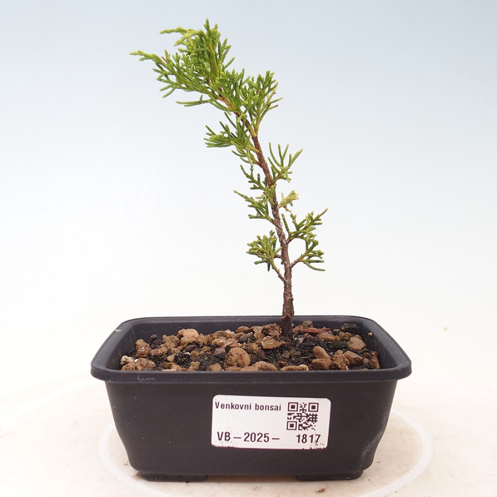 Bonsai da esterno - Juniperus chinensis Itoigawa