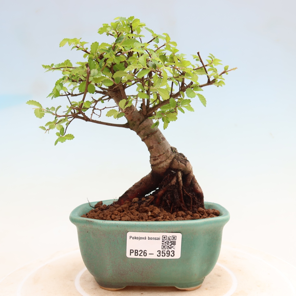 Camera bonsai - Ulmus parvifolia - Olmo a foglie piccole