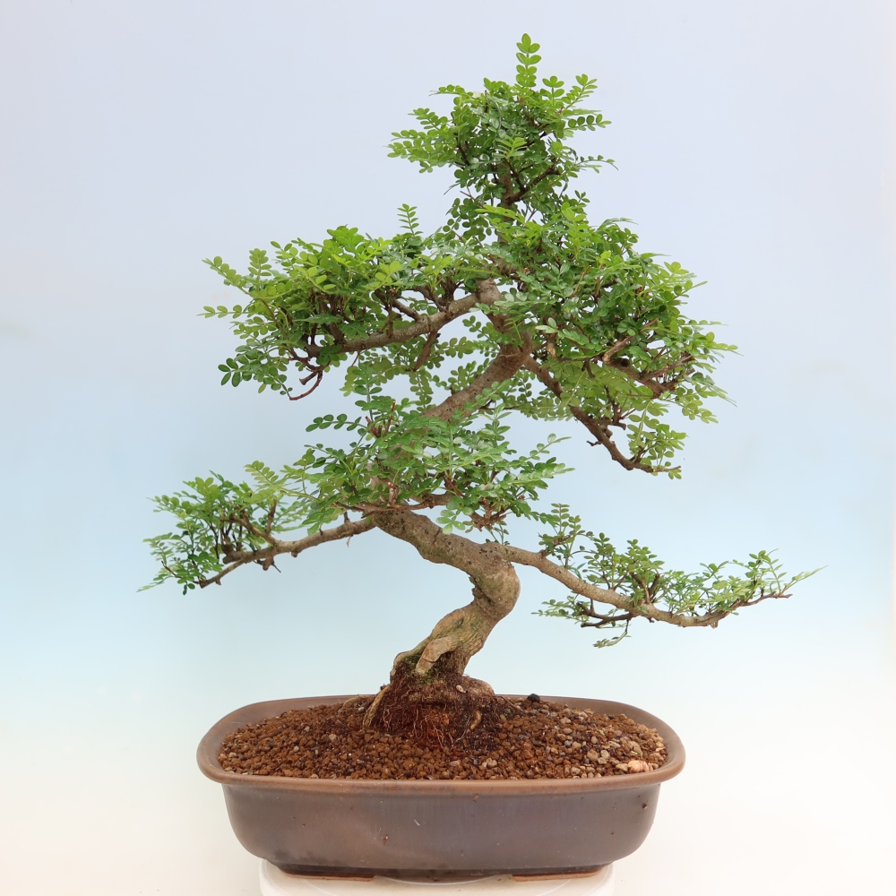 Camera bonsai - Zantoxylum piperitum - albero del pepe