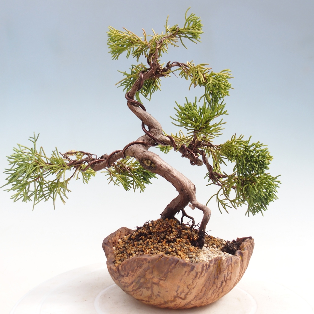 Bonsai da esterno - Juniperus chinensis Kishu