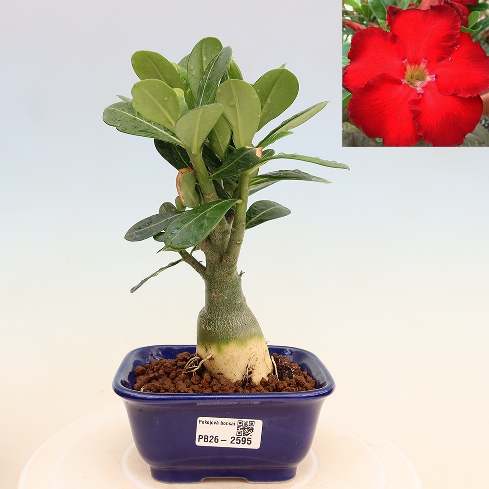 Bonsai da interno - Adenium obesum Red Star - Rosa del deserto