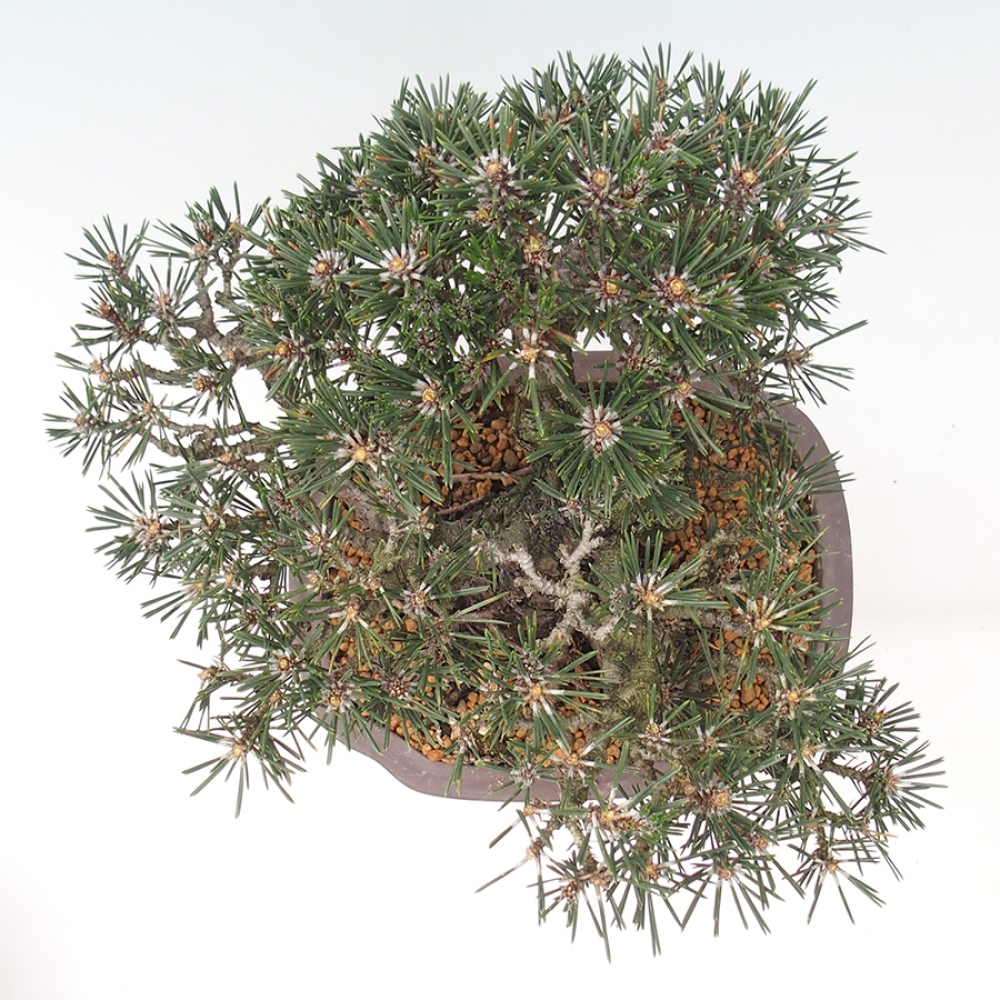 Bonsai da esterno - Pinus thunbergii Kotobuki - Pino di Thunberg
