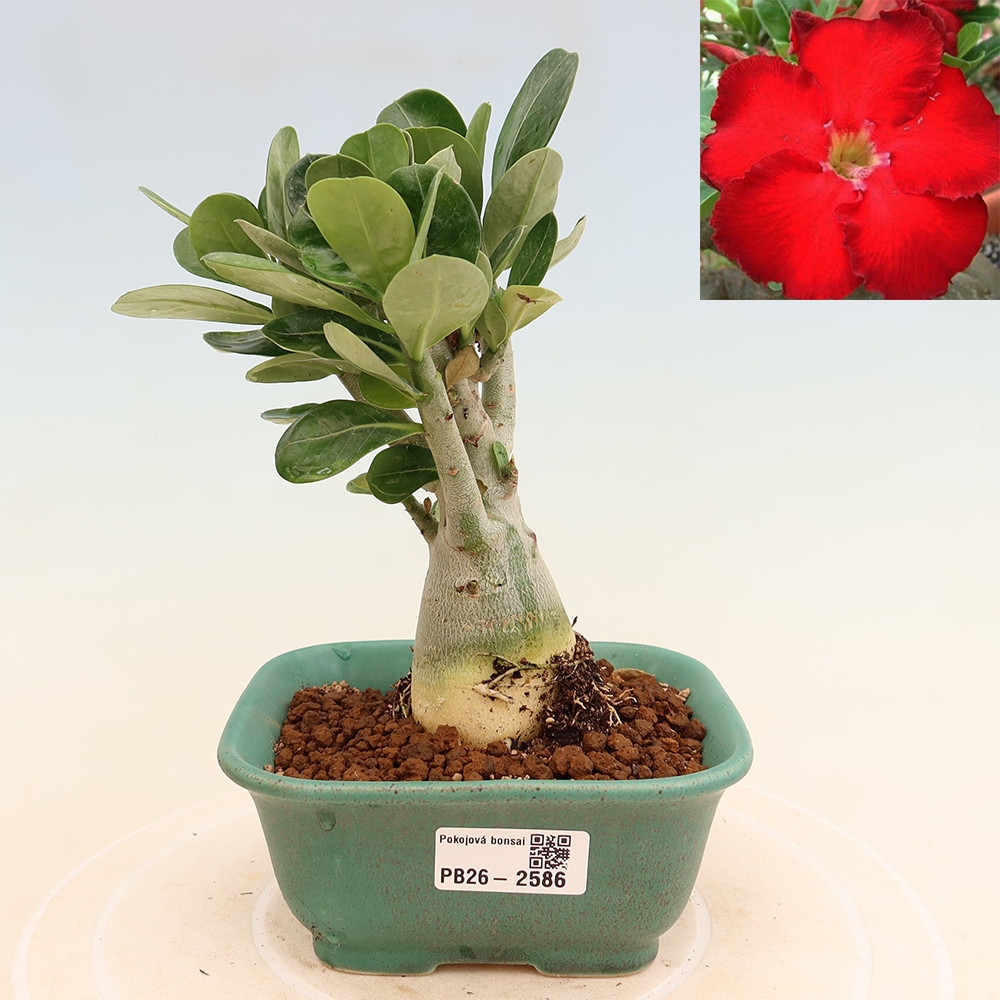 Bonsai da interno - Adenium obesum Red Star - Rosa del deserto
