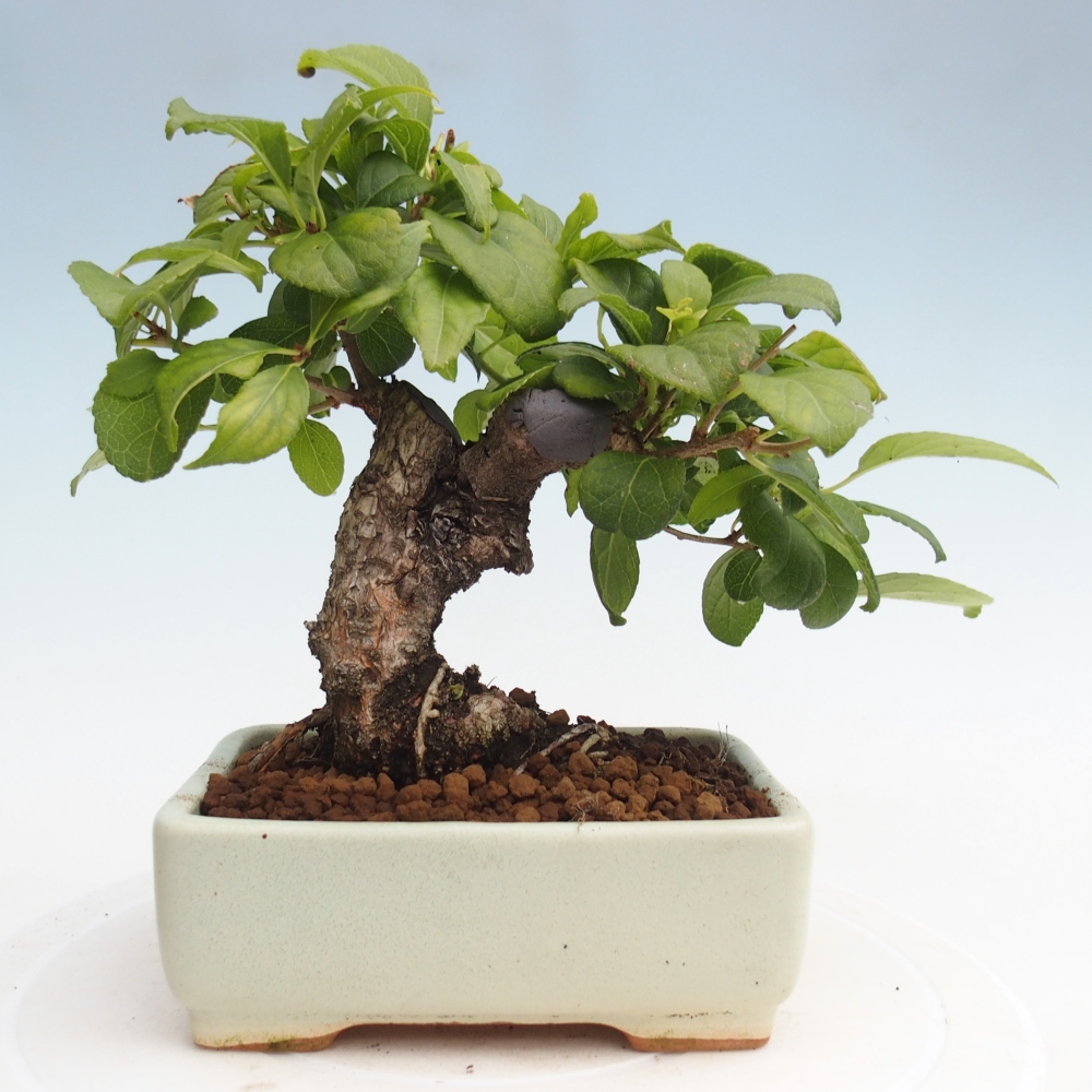 Bonsai da esterno - Celastrus orbiculatus