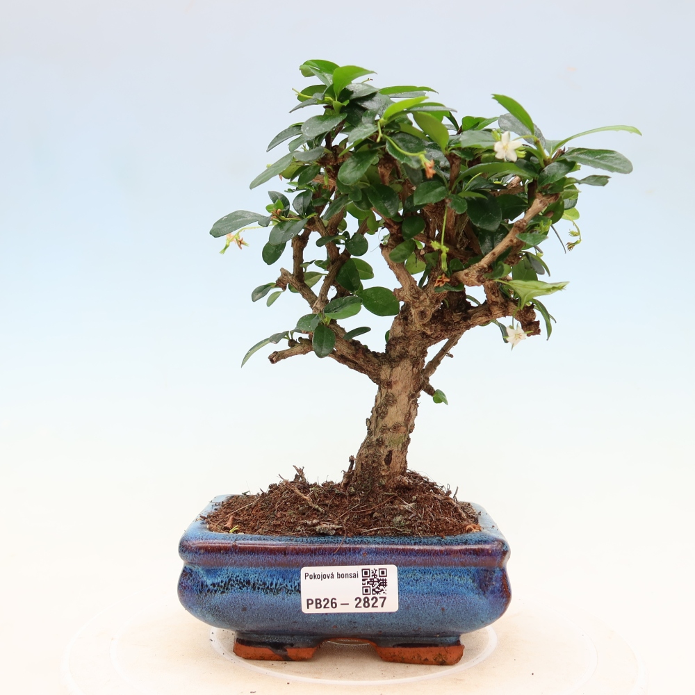 Camera bonsai - Carmona macrophylla - Tea fuki