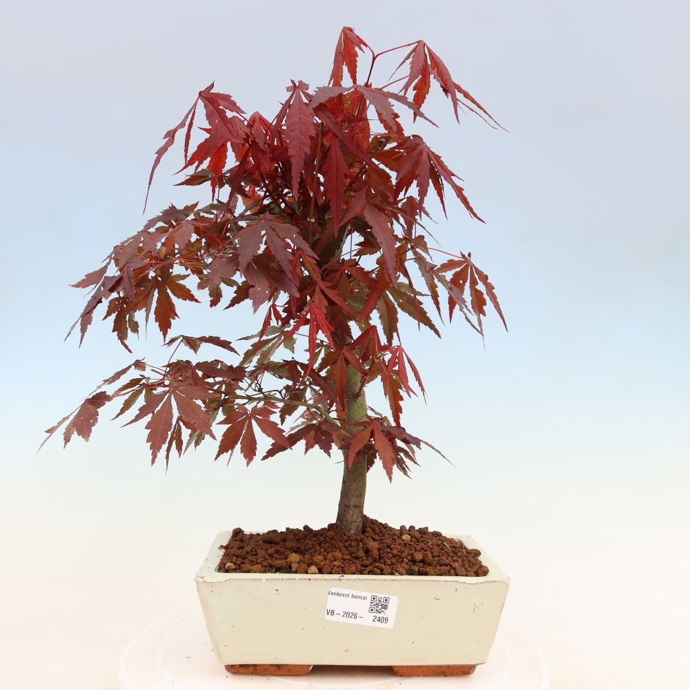 Bonsai da esterno - Palma Acer. Atropurpureum-Javor palmate