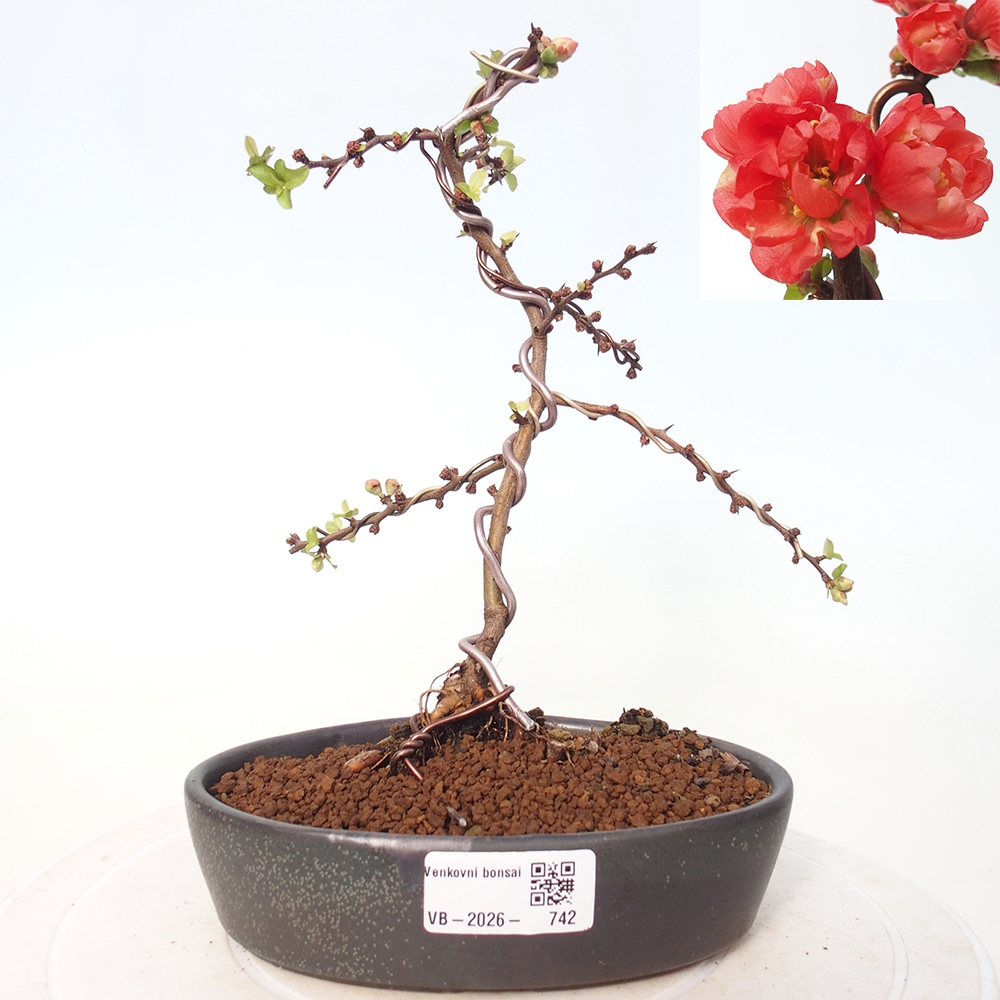Bonsai da esterno - Chaneomeles s. Red Joy - Cotogno