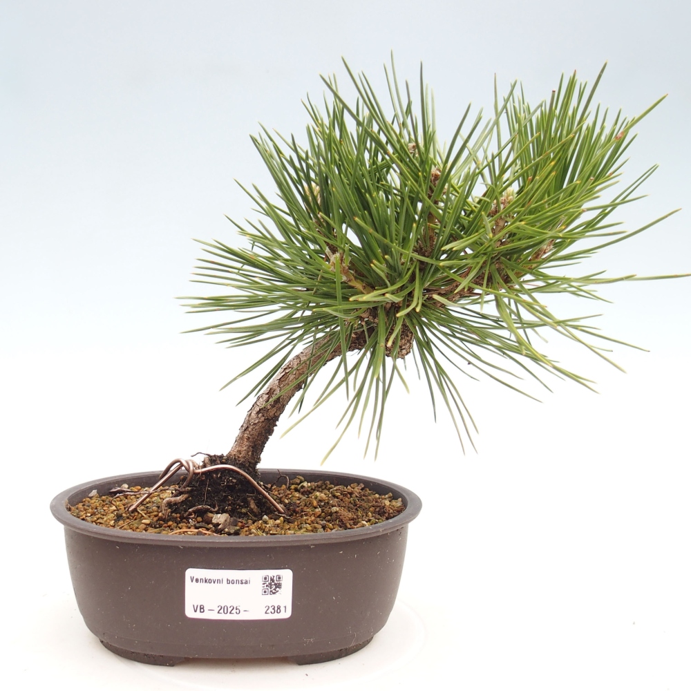 Bonsai da esterno - Pinus thunbergii - Pino di Thunberg