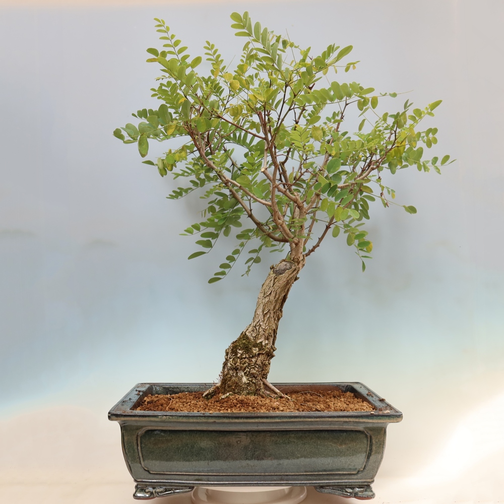 Bonsai da esterno - Acacia spinosa - Robinia pseudoacacia