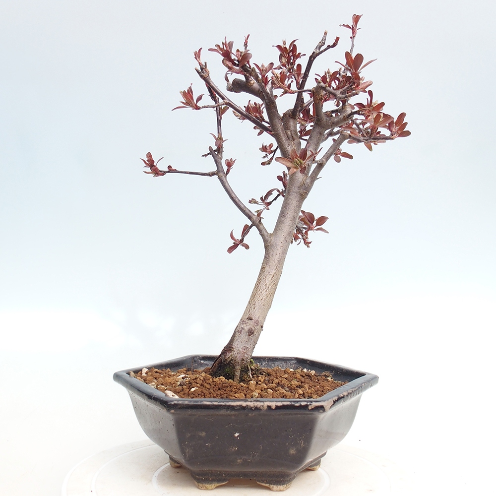 Bonsai da esterno -Malus domestica - Melo a piccoli frutti a foglie rosse