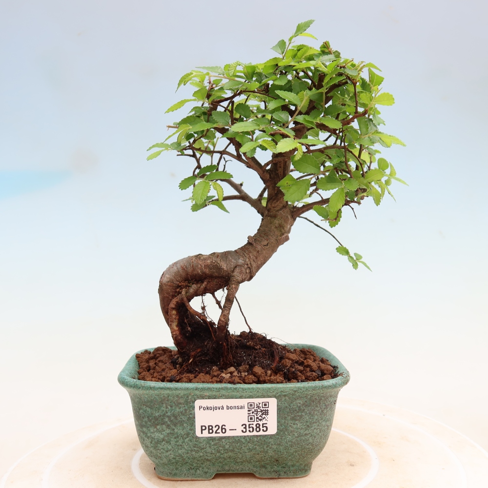 Camera bonsai - Ulmus parvifolia - Olmo a foglie piccole